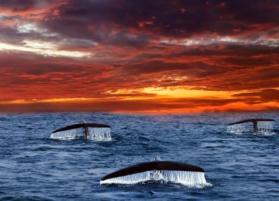 Maker (MKR) budzi zainteresowanie strategicznymi transferami wielorybów