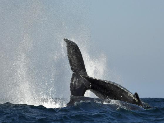 Kolejny wieloryb wyrzuca wszystkie tokeny PEPE, wywołując spekulacje dotyczące wykorzystywania informacji poufnych