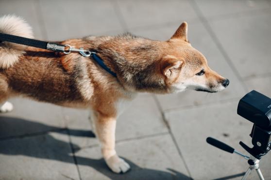 Inwestorzy przybywają do Shiba Memu, gdy topowe monety meme słabną