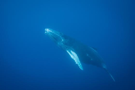 Ocena potencjału wielokąta (MATIC) w obliczu malejącego zainteresowania wielorybami