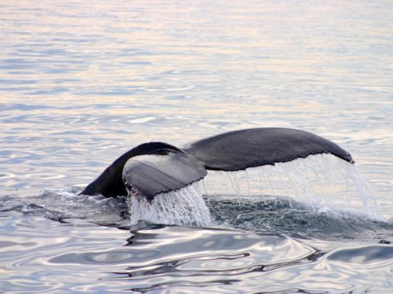 Uśpione wieloryby gromadzą ogromne tokeny Arbitrum (ARB), budząc obawy