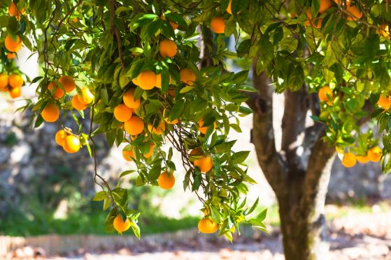 Ceny soku pomarańczowego spadają wraz z rozpoczęciem sezonu zbiorów w Brazylii