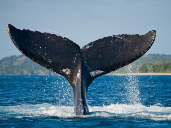Whales bullish on XRP as Ripple vs. SEC battle nears anxiously-anticipated end