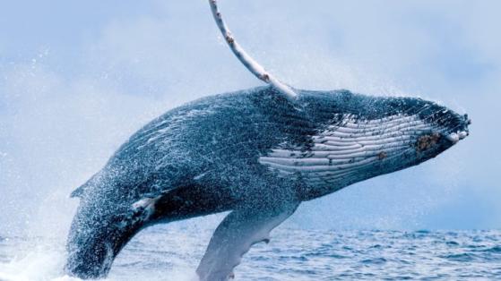 Whale w ramach strategicznego posunięcia zgarnął Dogwifhat (WIF) o wartości ponad 600 tys. dolarów