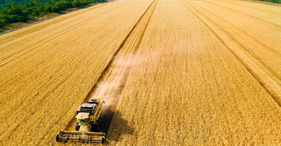 Prognoza cen pszenicy przed sezonem żniwnym w Rosji