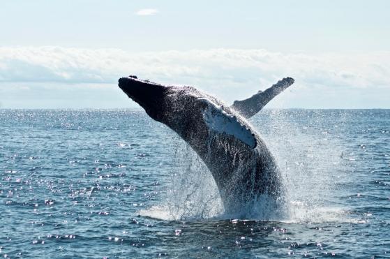 Wartość rynkowa Tellora (TRB) podwaja się w ciągu tygodnia w związku ze wzrostem aktywności wielorybów