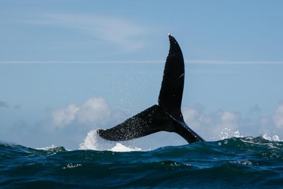 Convex Finance (CVX) gwałtownie spada po wyrzuceniu tokena przez wieloryba