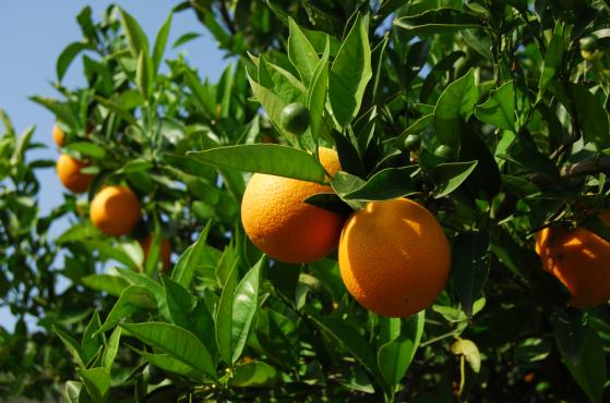Wyjaśniono wzrost cen soku pomarańczowego i co będzie dalej