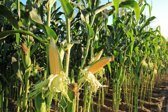 Prognoza cen kukurydzy: Zbiory w USA rosną wraz ze skokami areału