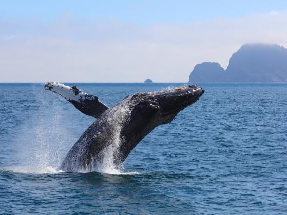 Ethereum (ETH) gotowe na skoki cen, gdy kolejny uśpiony wieloryb budzi się po 8 latach