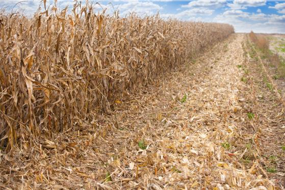Analiza cen kukurydzy w związku ze spadkiem produkcji w Argentynie