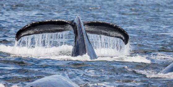 Wieloryby Chainlink dodają 5,12 miliona LINK w ramach transakcji zysku dla małych sprzedawców detalicznych